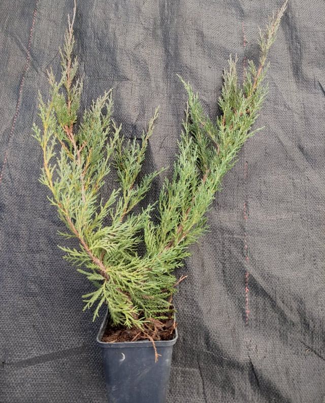 Juniperus virginiana 'Hetz'